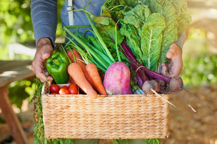 Wednesday Pier Farmers Market in St. Augustine Barefoot Trace